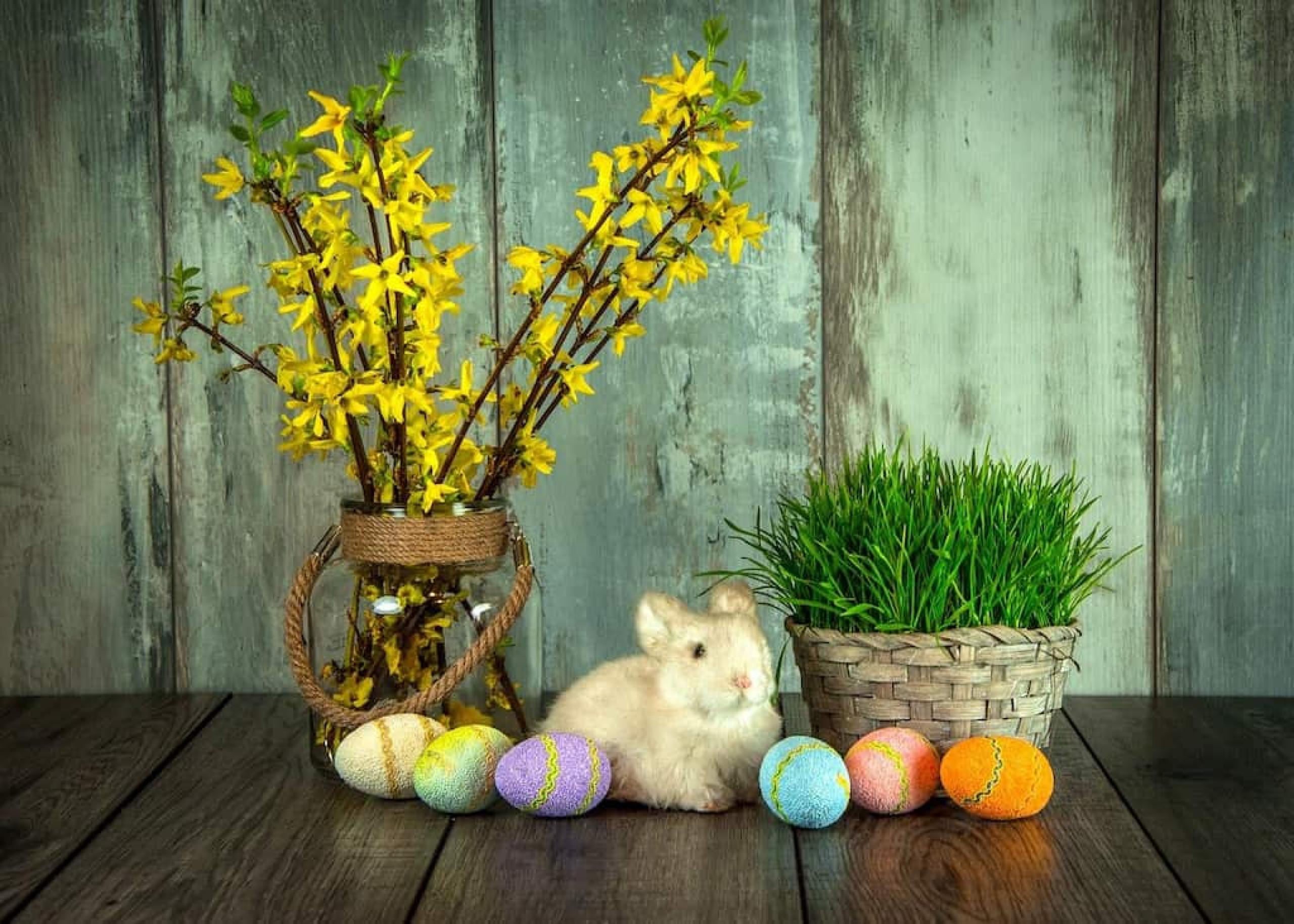 Tradiční jarní dekorace. Jak a kdy zasít velikonoční osení? | Apetit Online