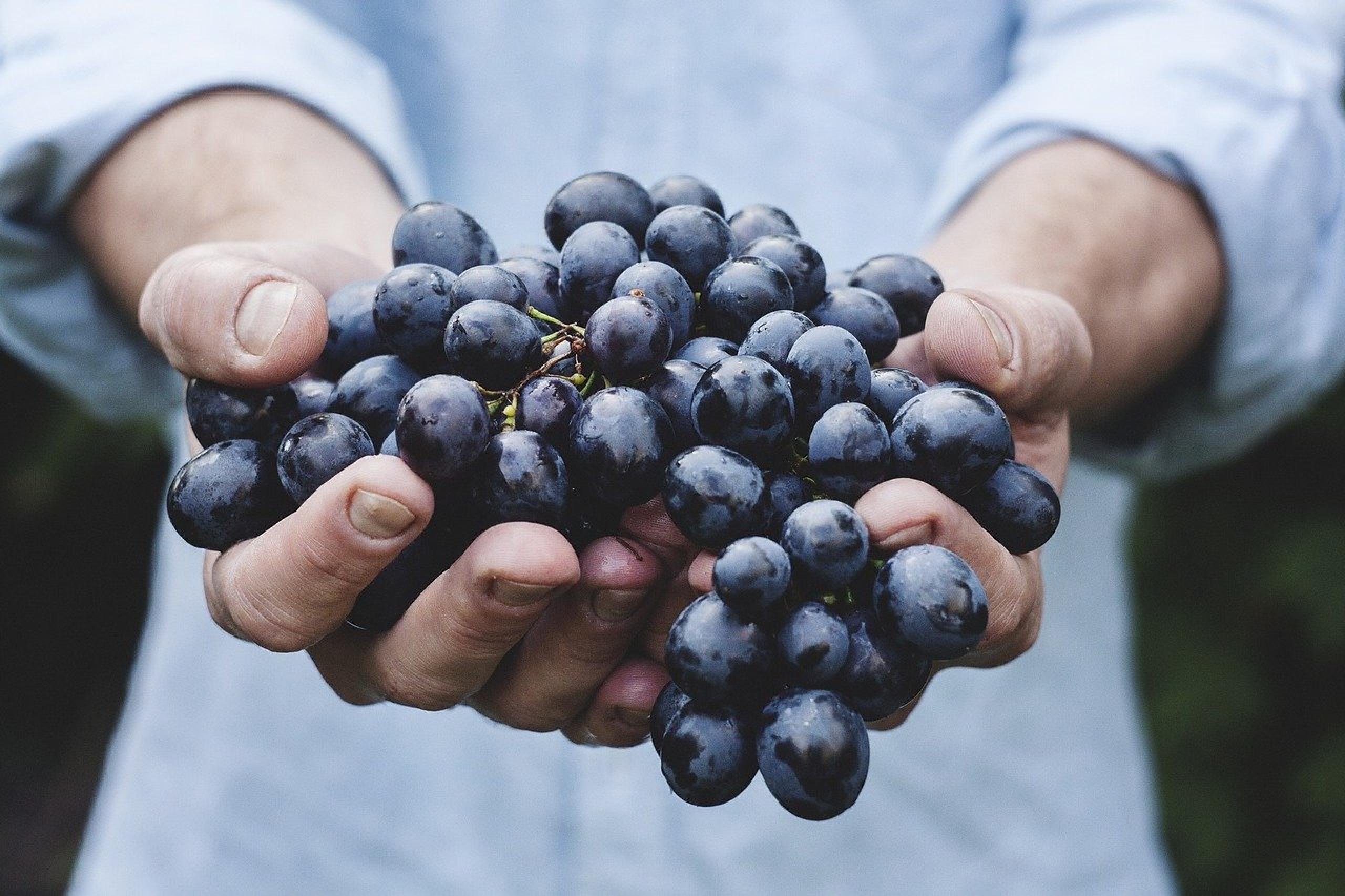 Jak si poradit s hroznovým vínem? | Apetit Online