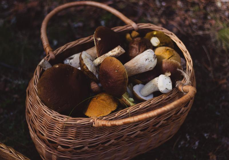 KVÍZ: Jak dobří jste houbaři? | Apetit Online