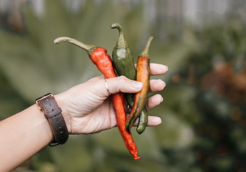 Chilli rekordy: nejpálivější odrůdy i soutěže v pojídání papriček | Apetit  Online